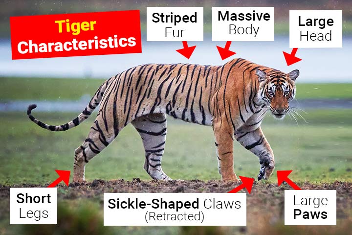 tiger facts where they live
